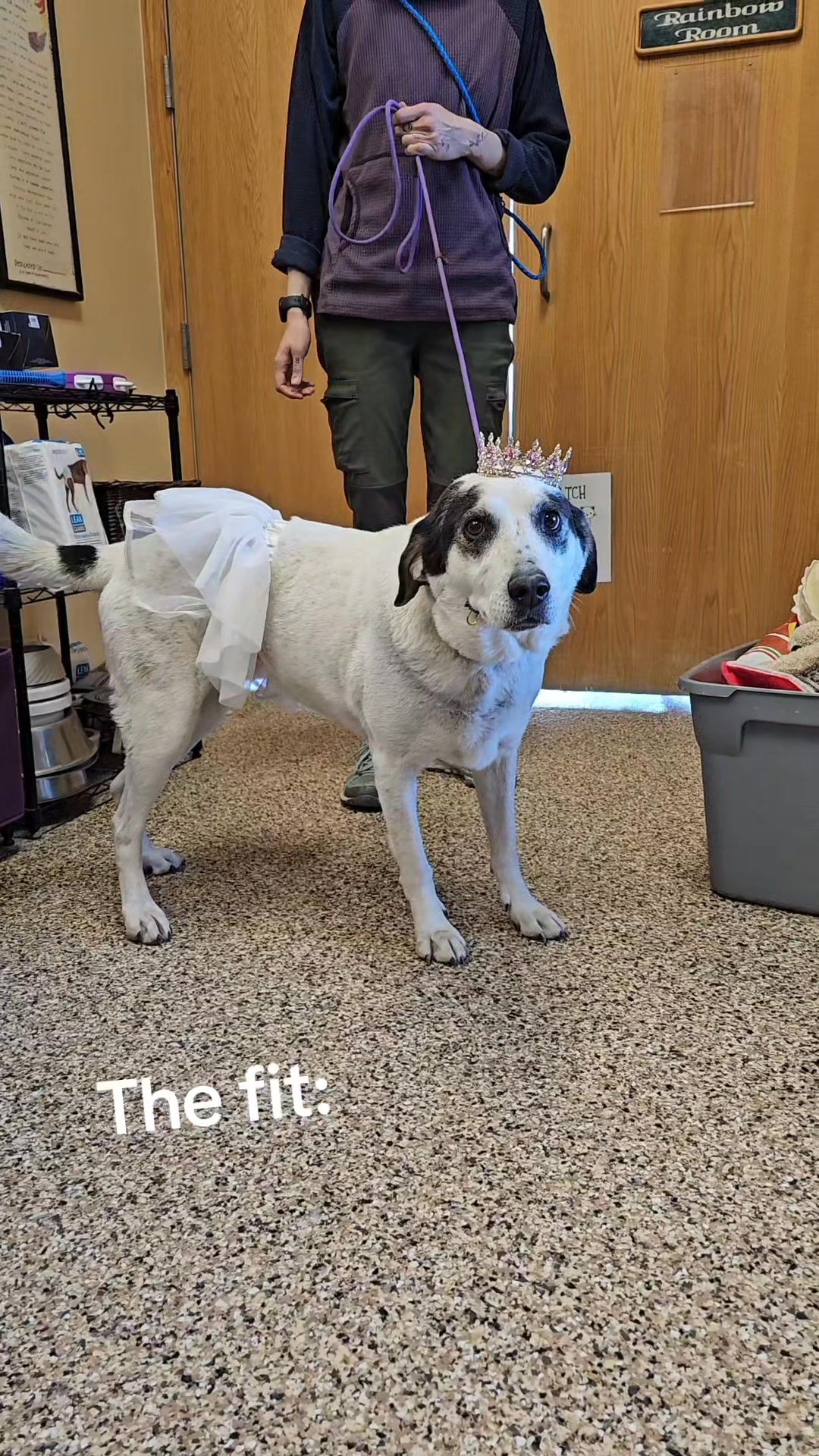 Summit County Animal Control and Shelter on Reels | Facebook