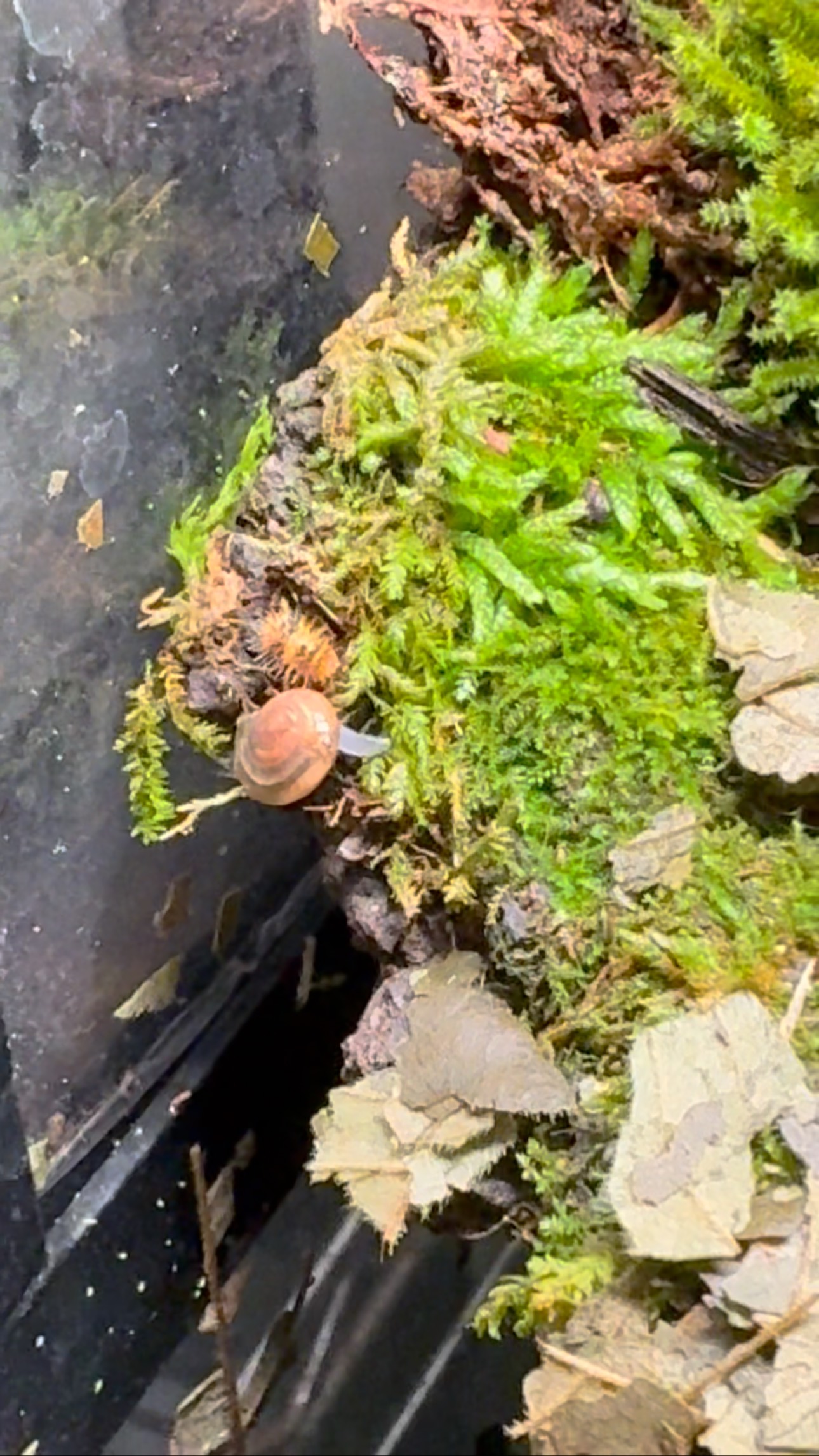 Our Laureola sp. “Durian Spiky” terrarium is coming to life! We have ...