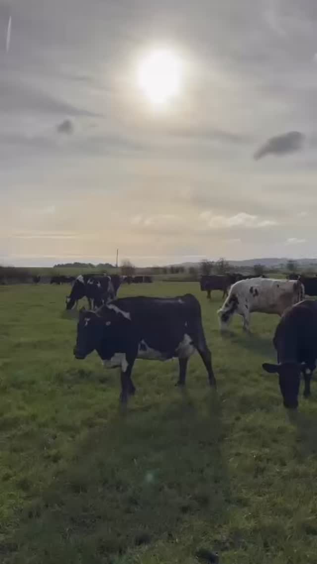 Ralf gives us an update on grazing at Cumure - first day at grass today ...