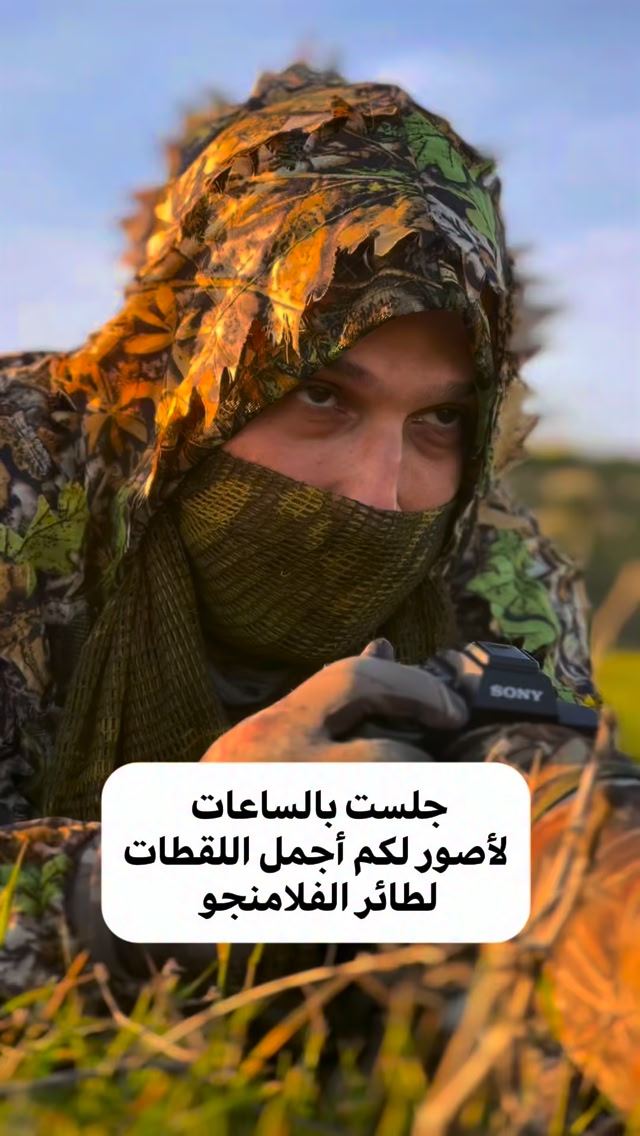 لقد قمت بتصوير الفلامنغو على مدار يومين في مدينة دبي عند بحيرات القدرة ...
