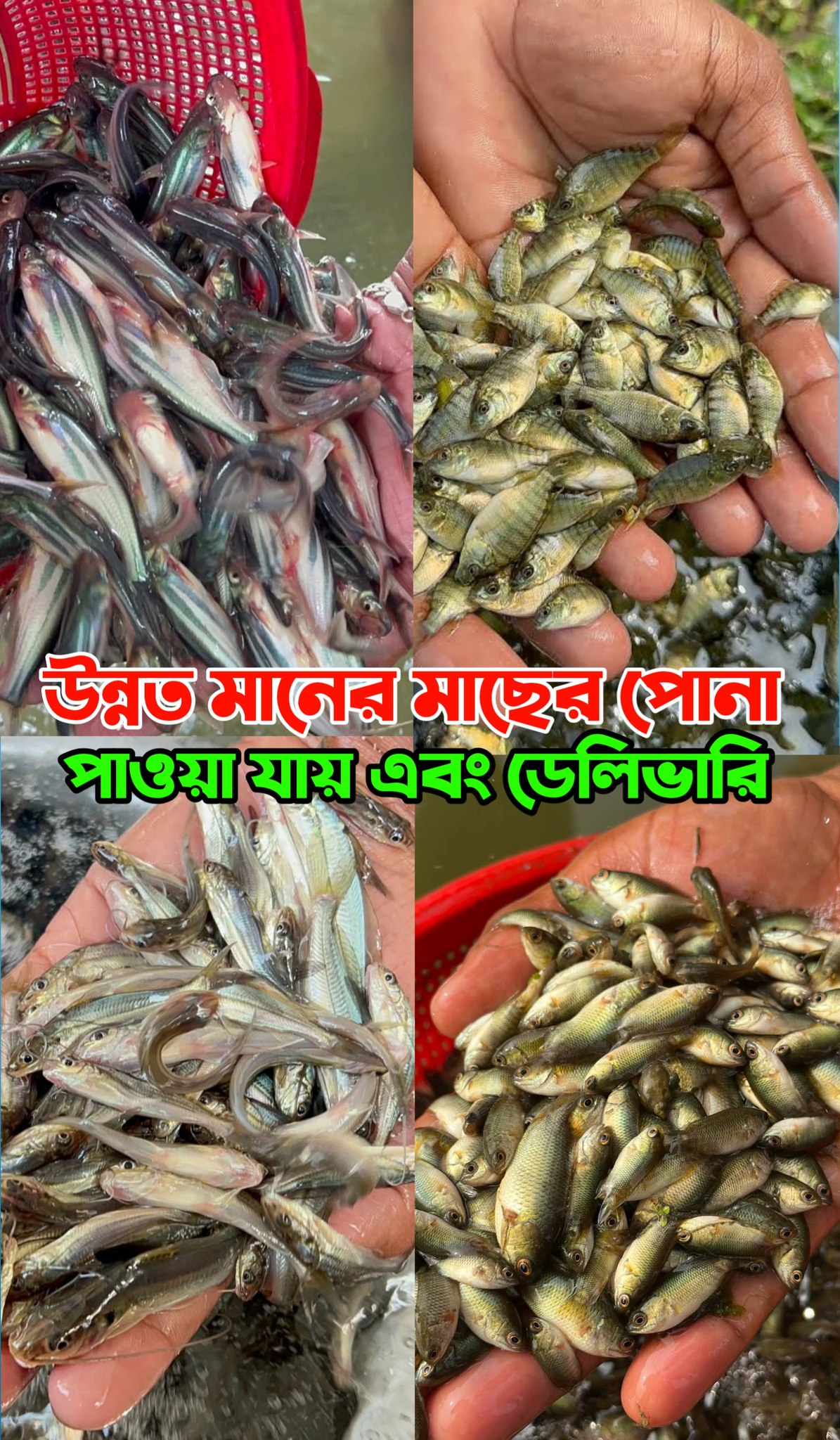 Fish farming Narsari | Mymensingh