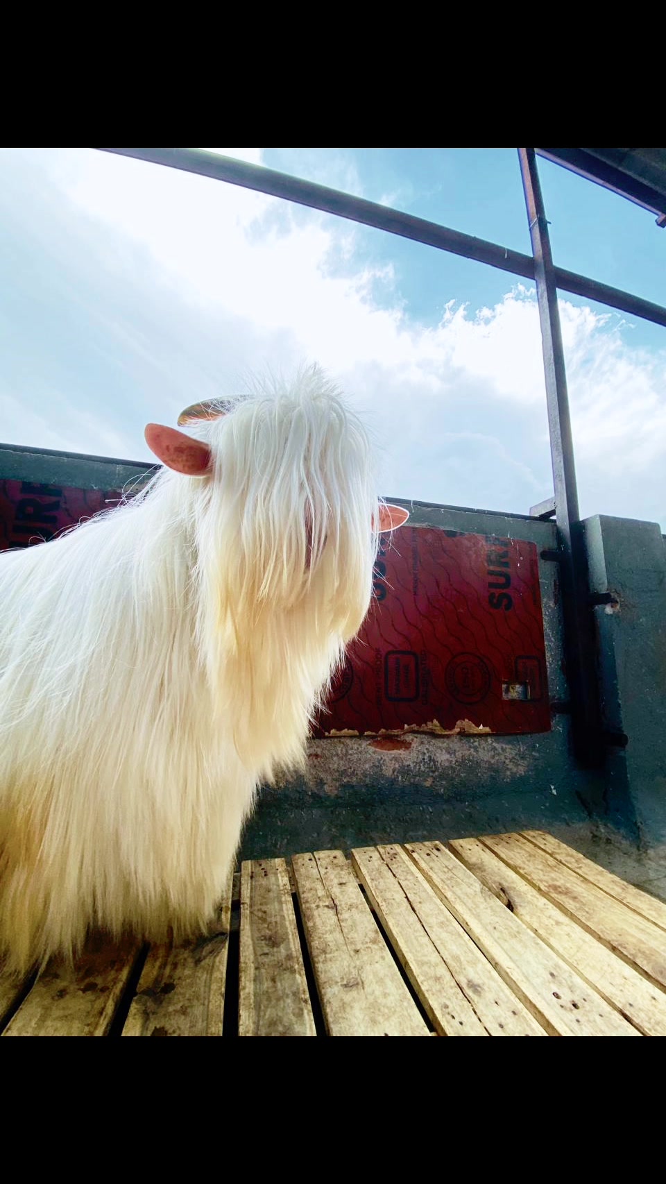 Rustam goat farm | Pune