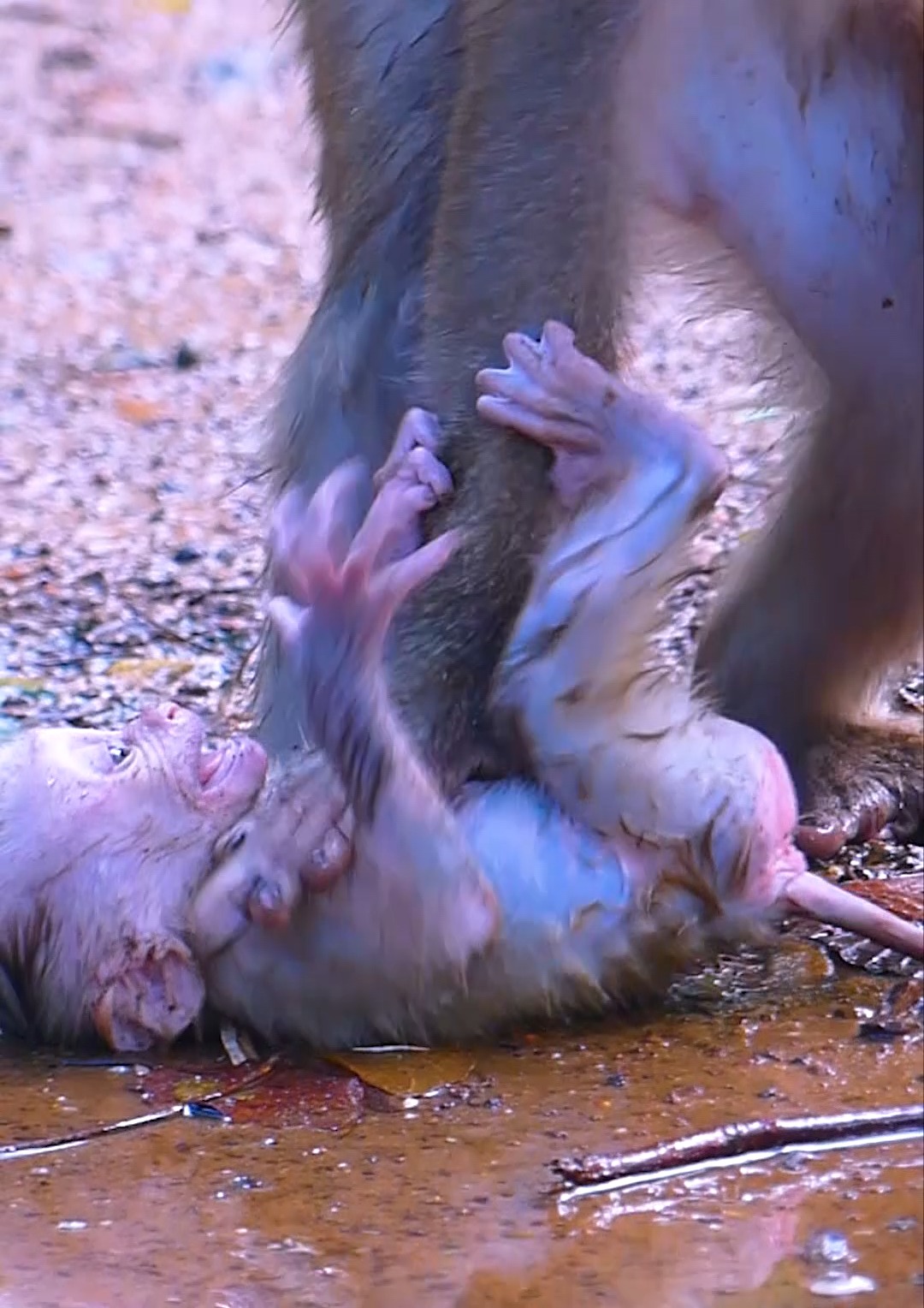Most pity baby monkey...mom pushing her baby monkey out and leave him ...