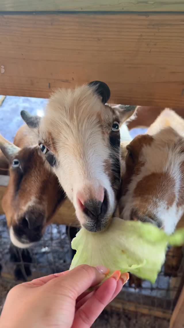 Have you ever wanted to milk a cow?! 🐄🥛 @redstoneranches is a hidden ...