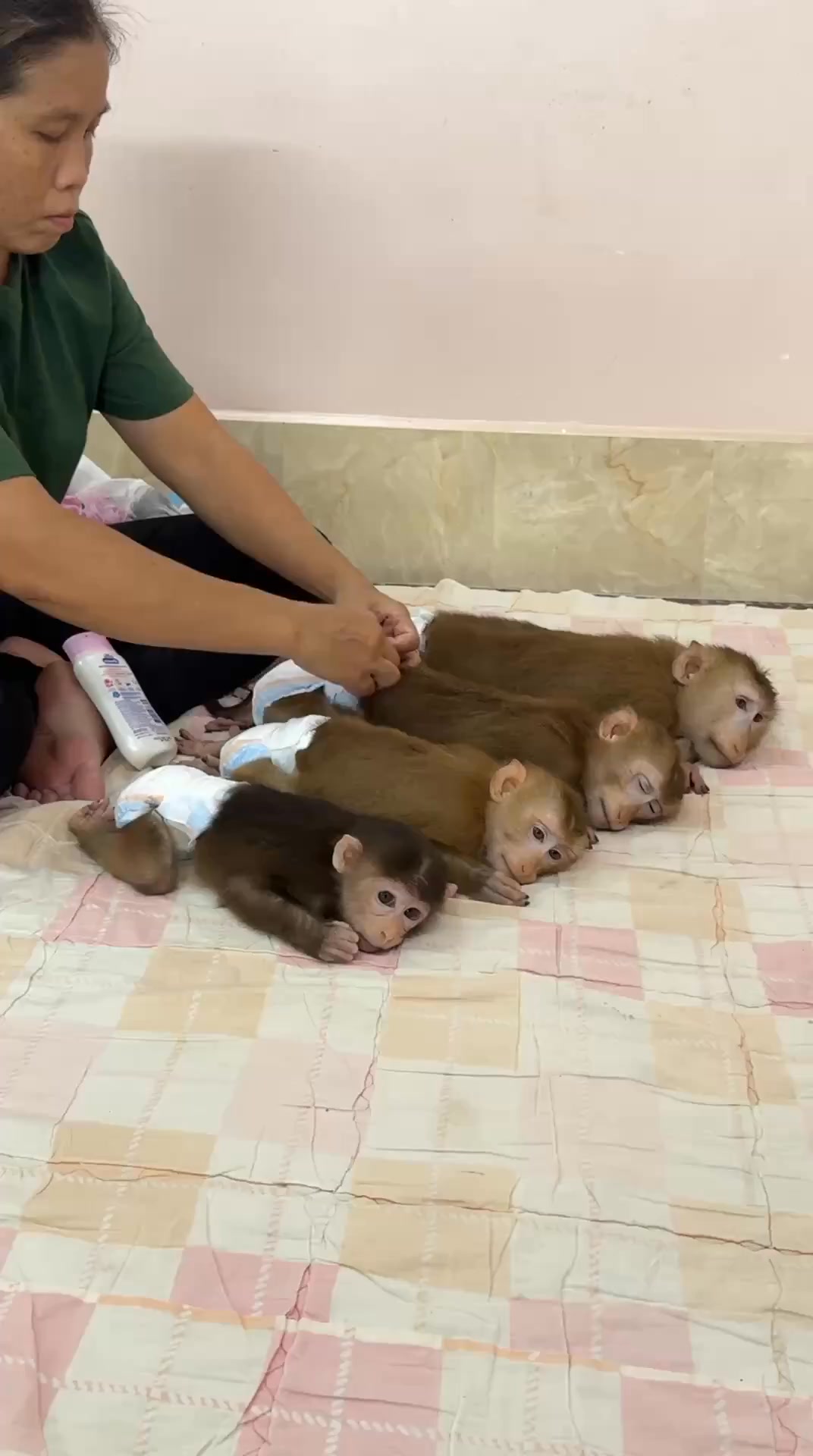 #monkeyKobie #monkeyjula #monkeysovan #monkeysovanny #monkeyKobie # ...