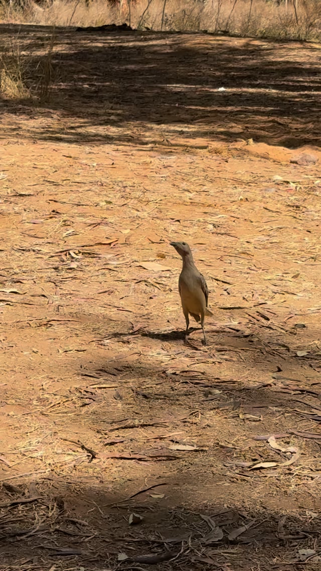 This was our resident Gibb River Rest Stop bower bird! 🐦 He was the ...