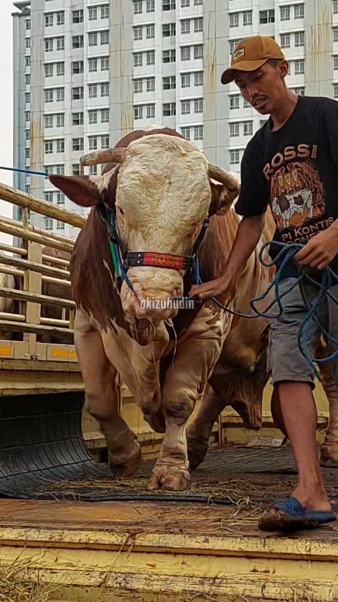 The Legend ROSSI 🔥🔥🔥 #cow #sapi #bull #pengikut #viralreelsシ | Oki ...