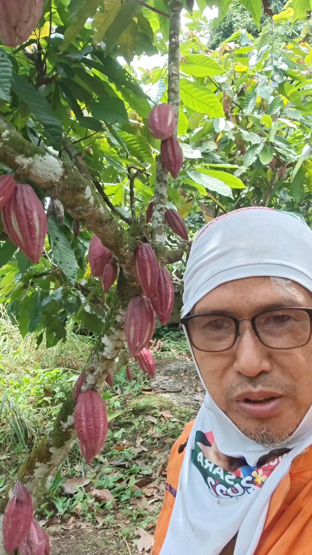Farm visit sa mawab de oro... #fyp#cacoa #chocolate #TopFans#post # ...