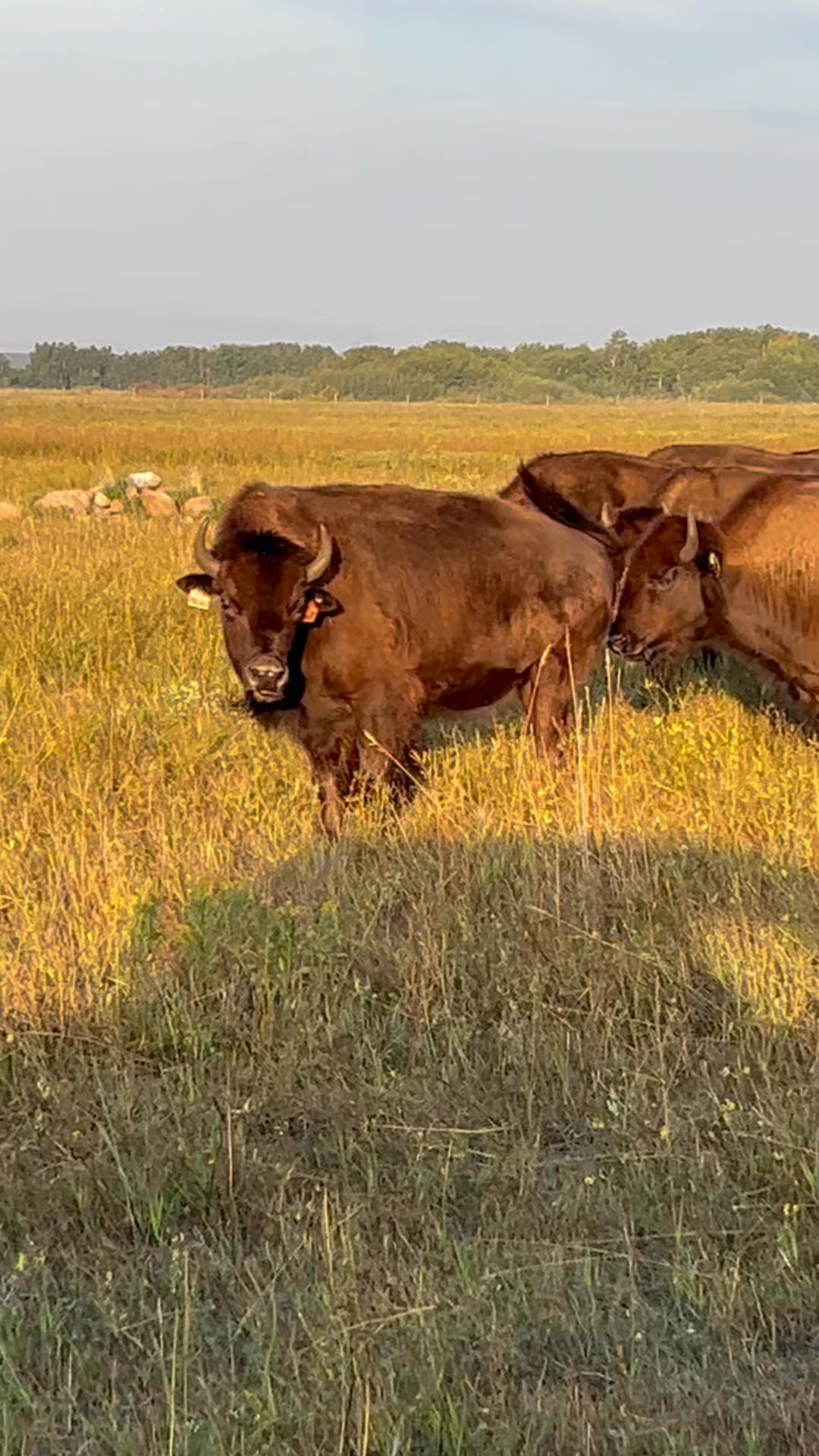 Silver Creek Bison Ranch