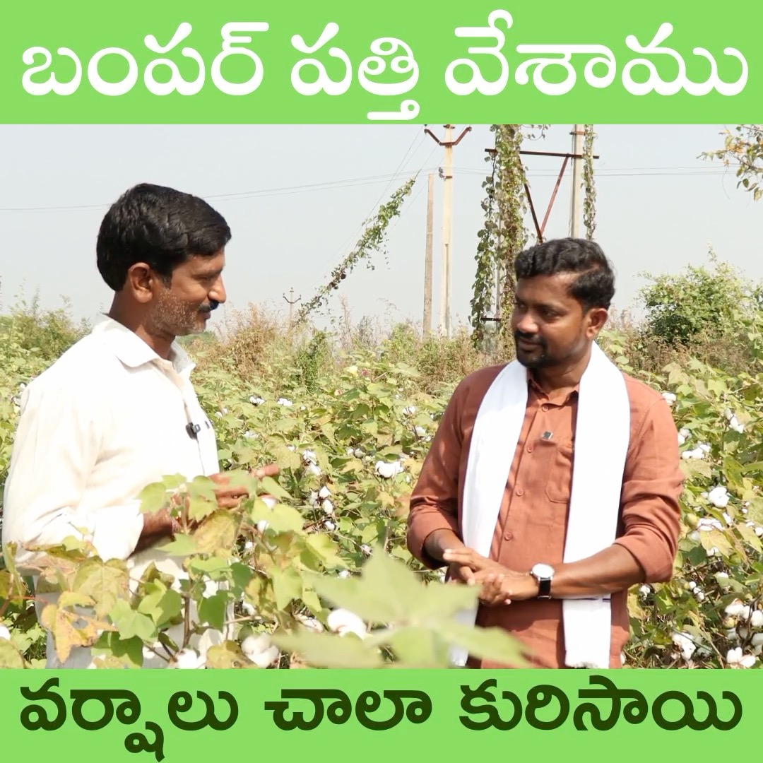 బంపర్ పత్తి వేశాము వర్షాలు చాలా కురిసాయి #rythubadi #agriculture ...
