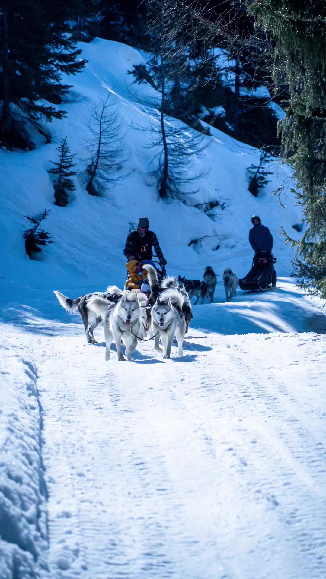 Chien De Traineau Sainte Foy Tarentaise