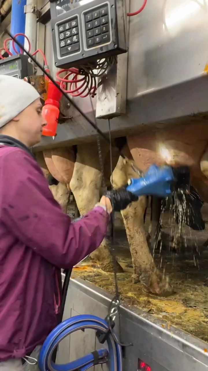 Revolutionizing Dairy Automated Milking Readiness in 2024 Cow Farms # ...