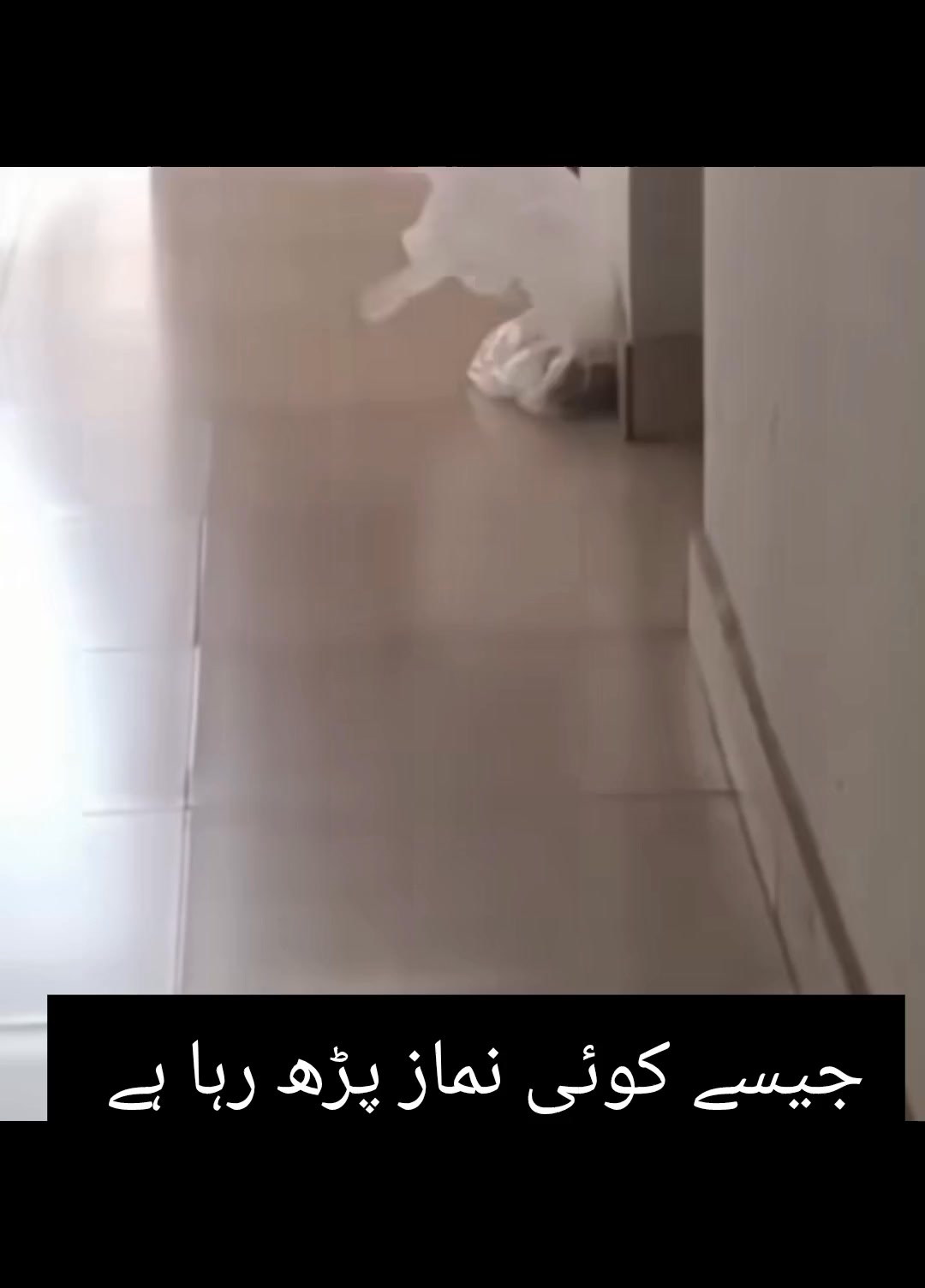 مسجد کے دروازے کے قریب شاپر ہل رہا تھا لیکن محسوس ہوتا ہے کوئی نماز پڑھ ...