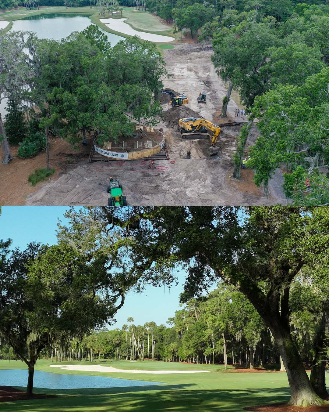 The overhanging tree on No. 6 tee is back at THE PLAYERS Championship ...