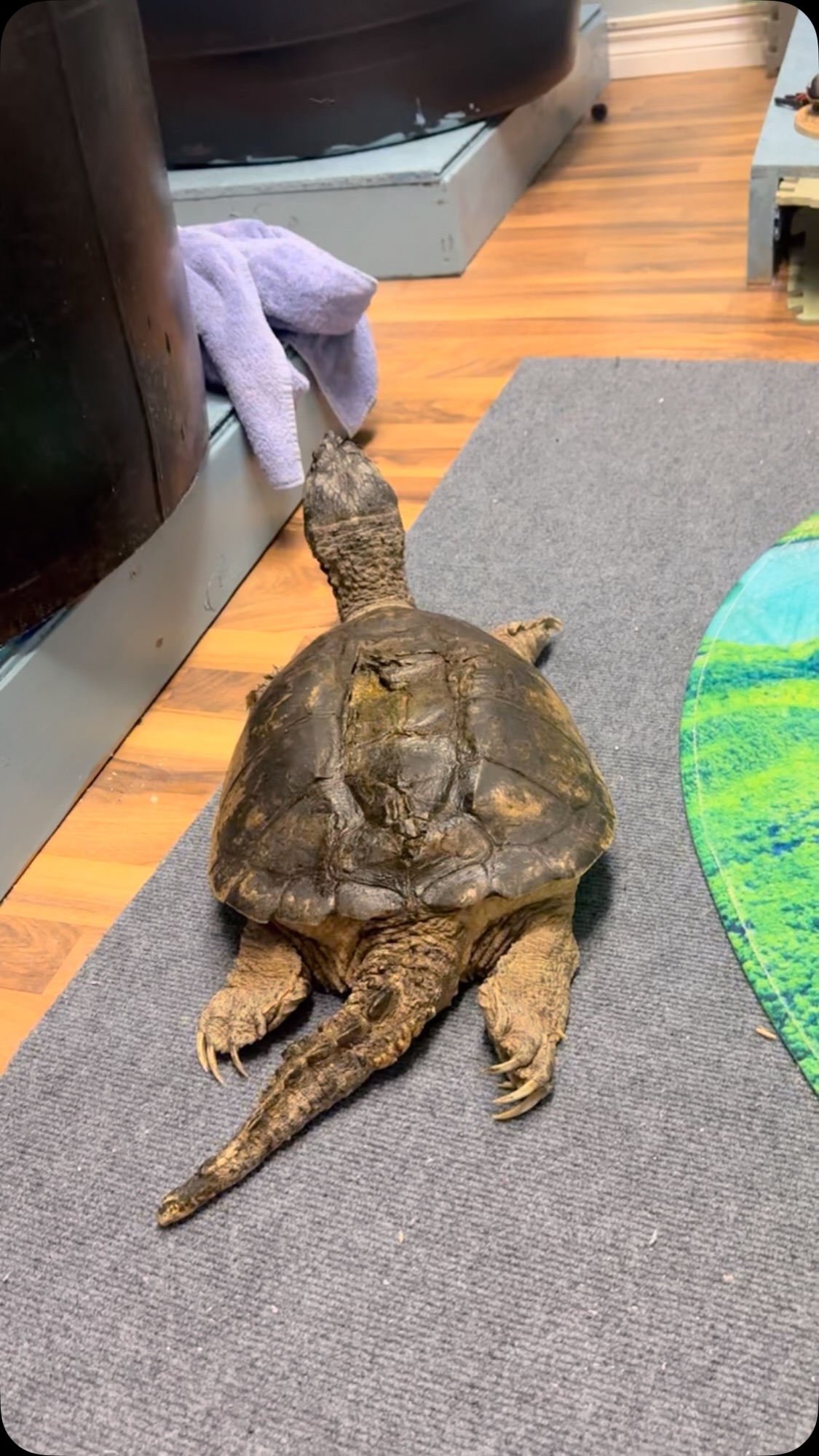 Meet Jeremiah our amazing female snapping turtle in residence. We ...