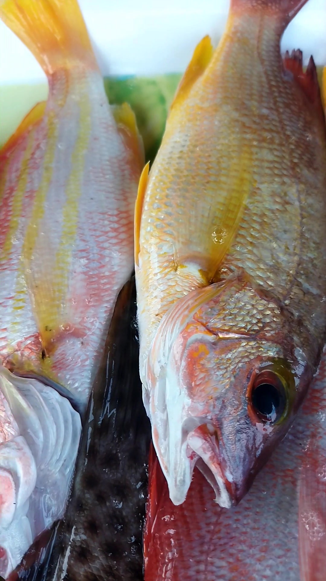 Good morning everyone #freshfish #giisdaan #lapulapu | Glomarie Balug
