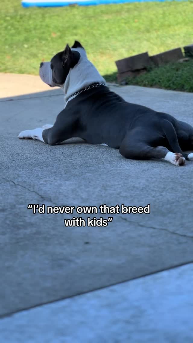 People often say bully breeds & bully mutts are unpredictable. But are ...