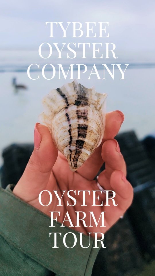 Introducing Salt Bombs by @tybeeoyster. Tybee Oyster Company, Georgia's ...