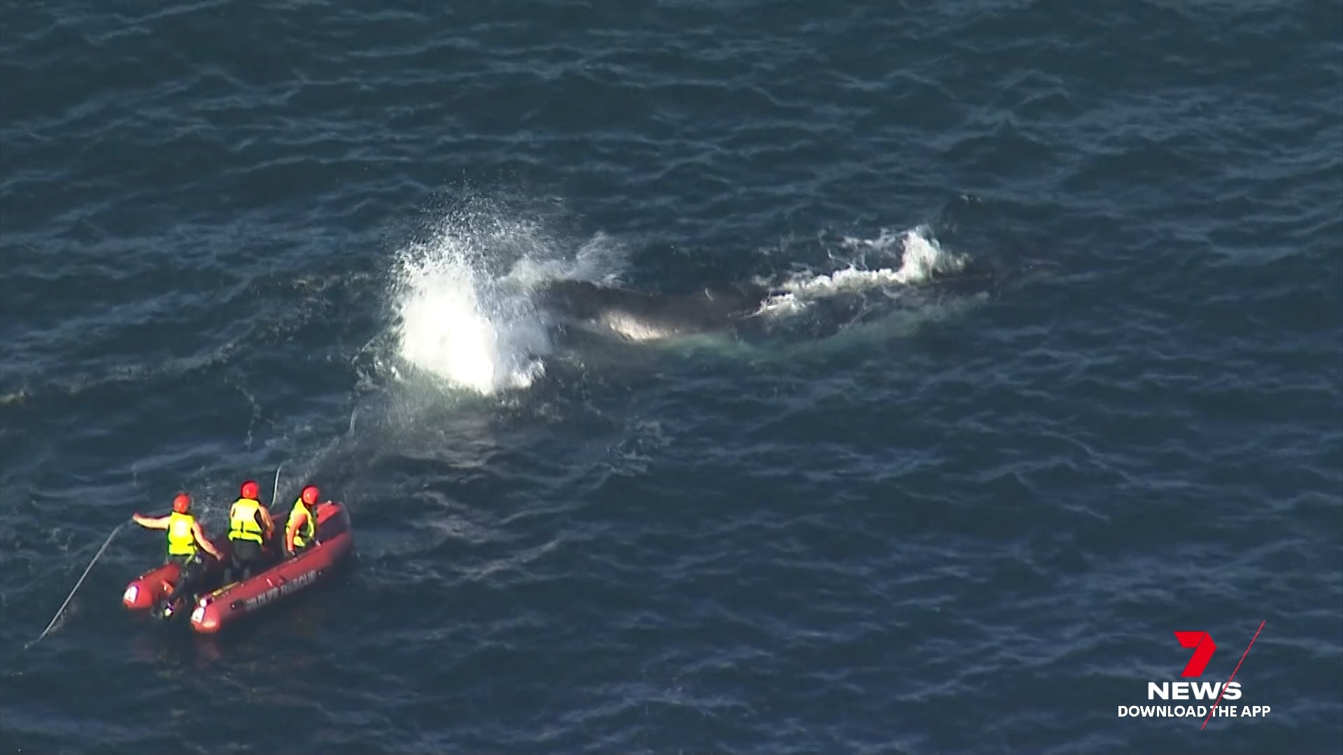 A daring four-hour rescue mission unfolded off Sydney's northern ...