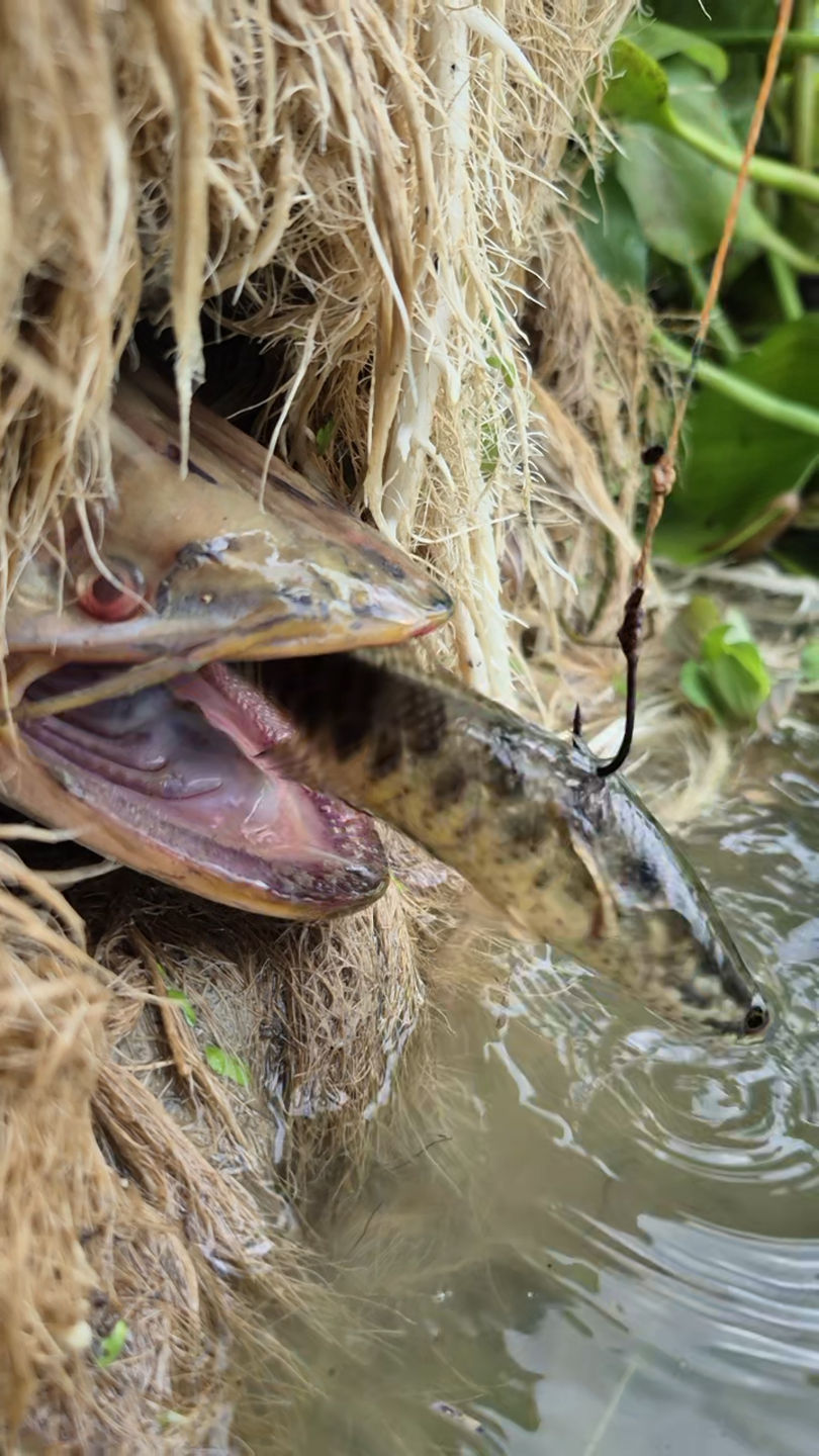 Amazing fish video #fish #viral #reels #video | Fisherman Animal Lover ...