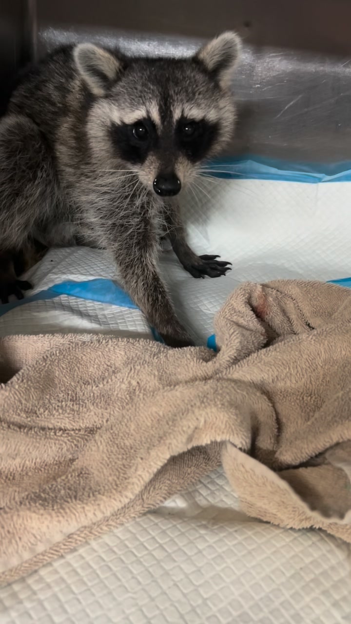 Welcome Richard the raccoon. Possible hit by car Rescued and named by ...