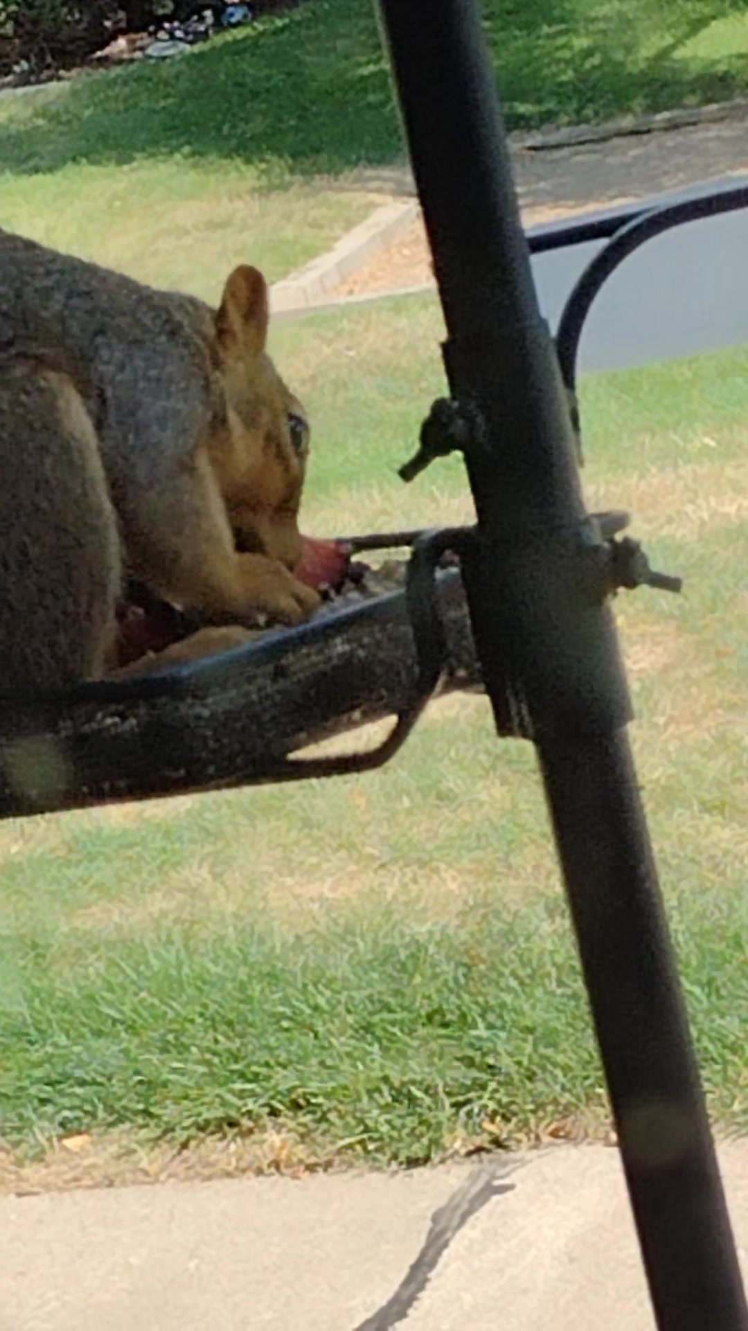 All About Squirrels | I want to put out some material for the squirrels ...