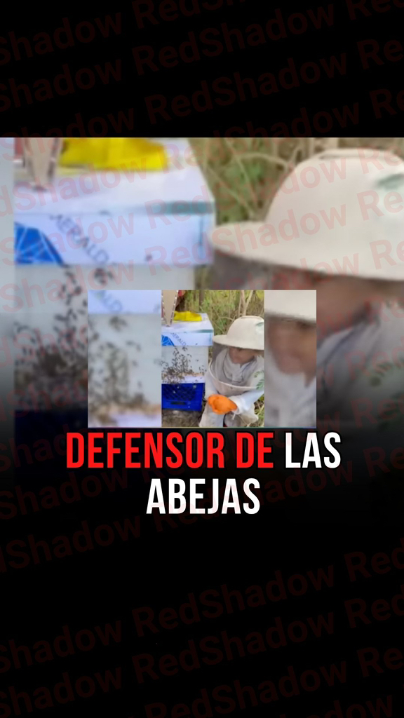 Niño viequense con tan solo 5 años es todo un defensor de las abejas 😍 ...