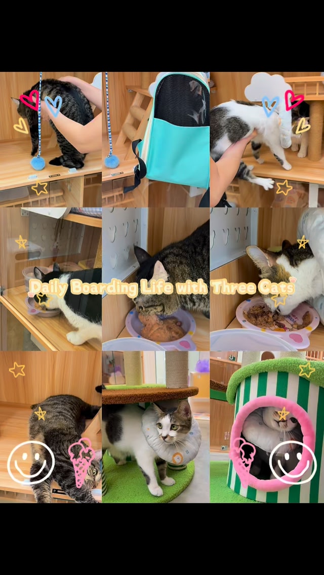 MeowZo Cat Stay. 喵佐窝| Johor Bahru