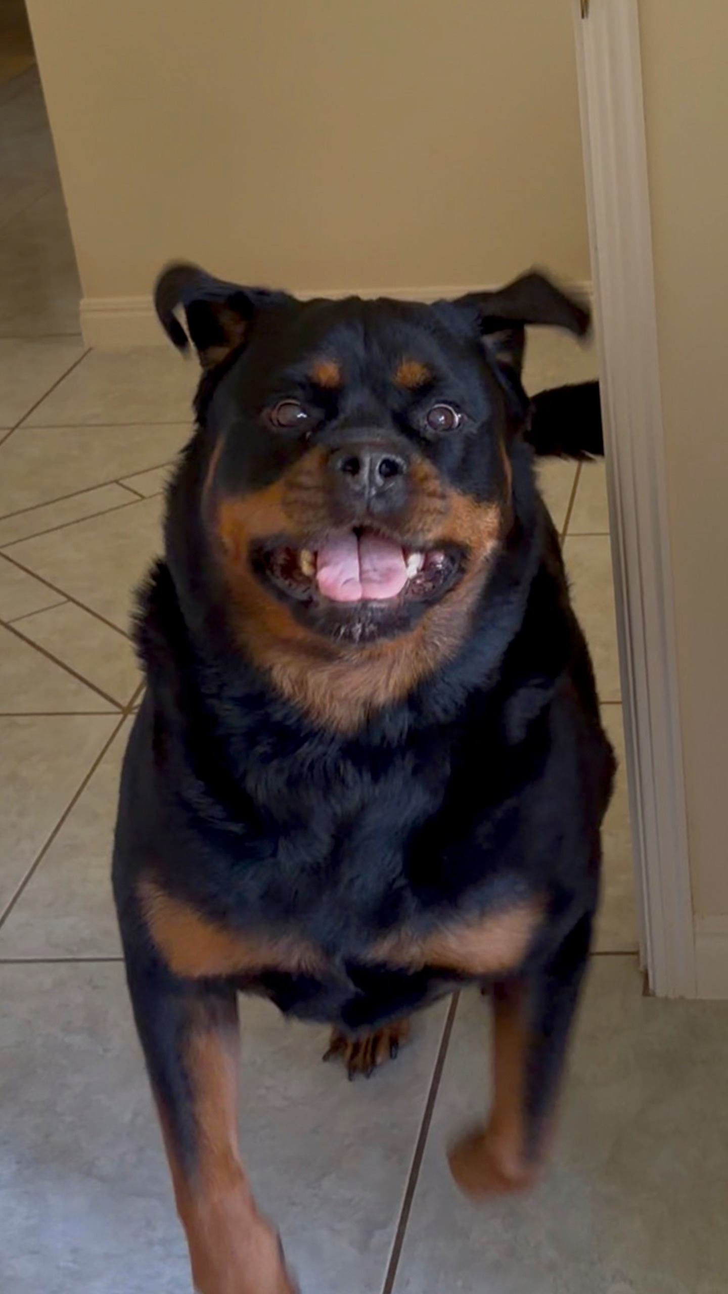 I am yet to meet a Rottweiler that isn’t obsessed with car rides 😂💕🐻 ...