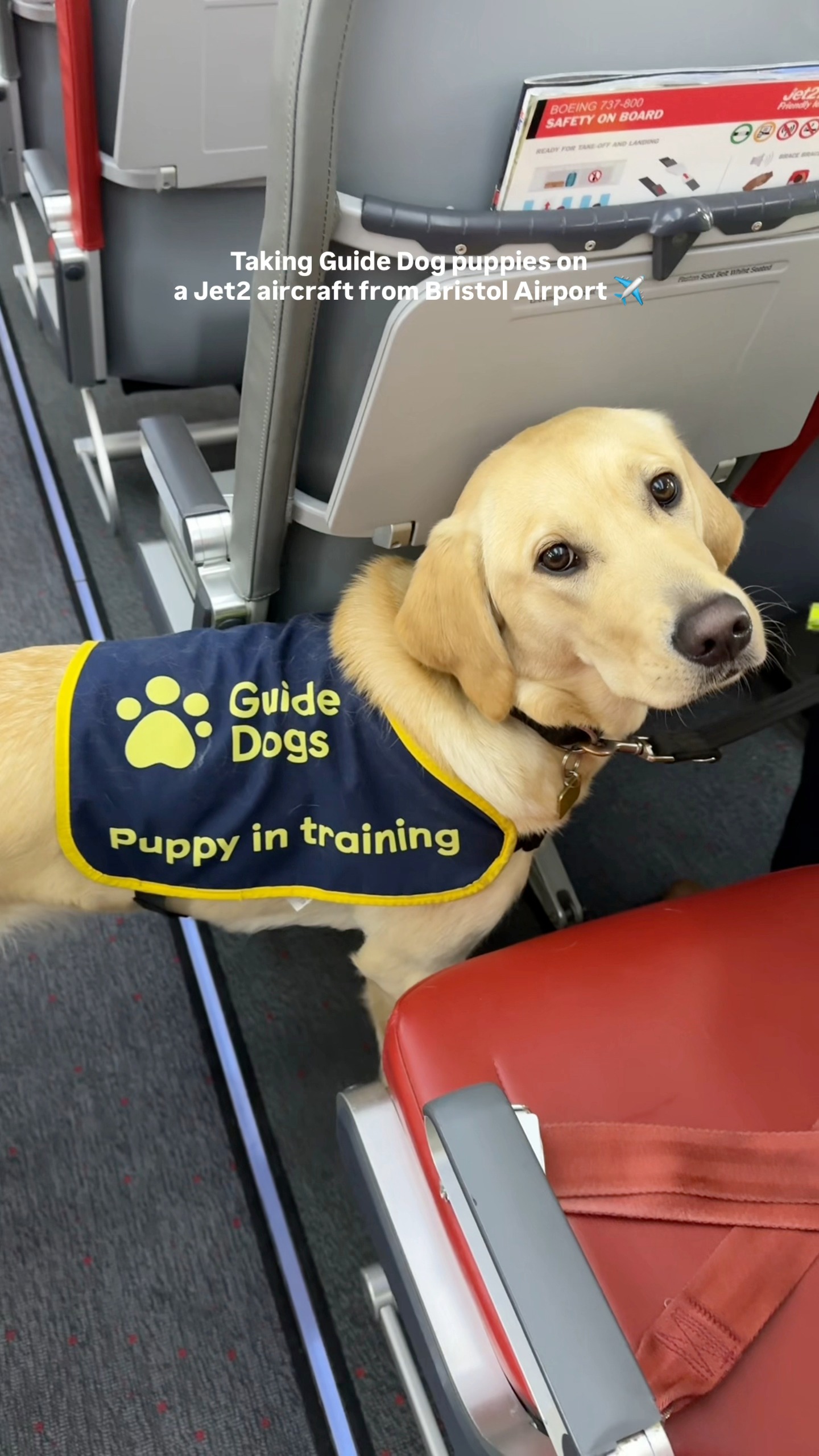 Training Guide Dog puppies at Bristol Airport | Bristol Airport