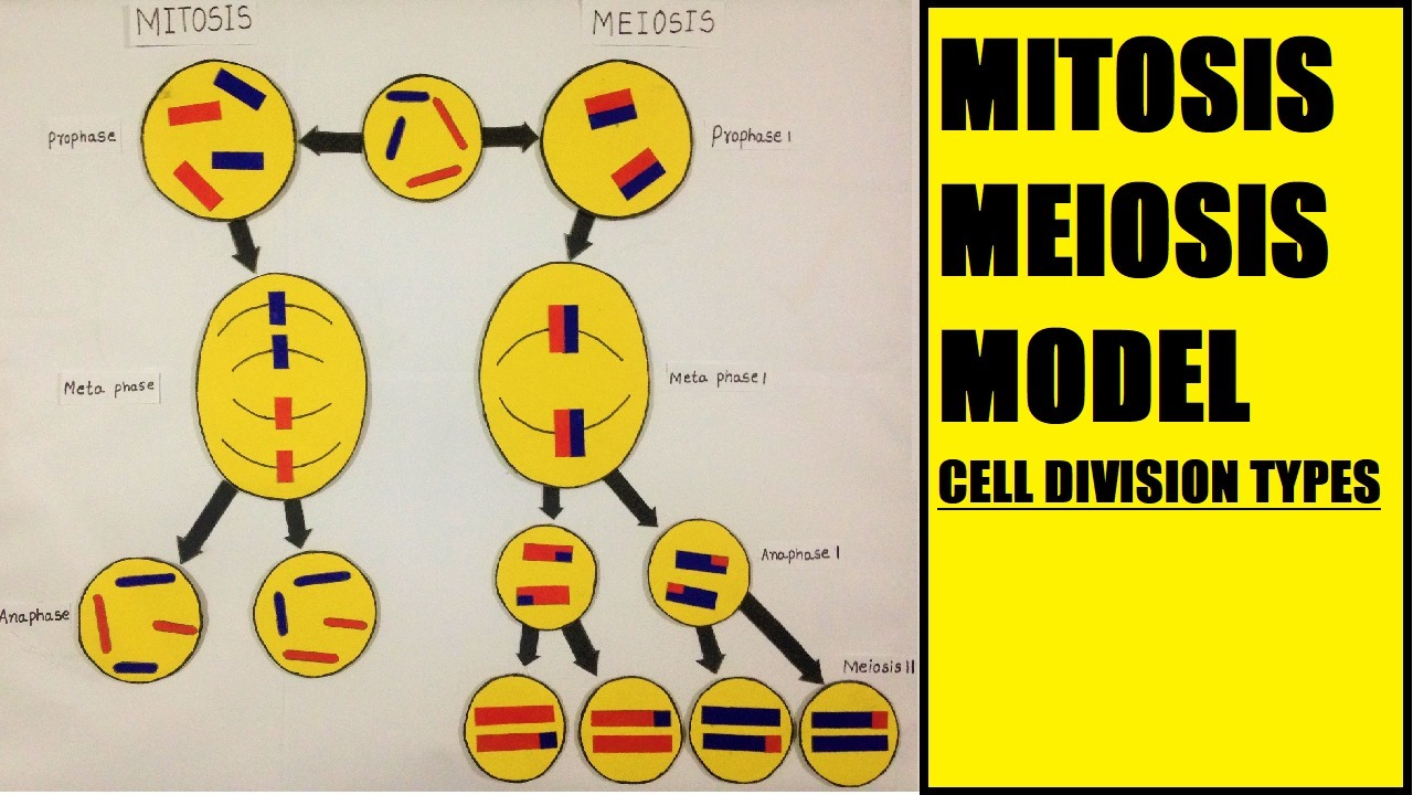 Mitosis and meiosis model | Cell division model | School Science ...