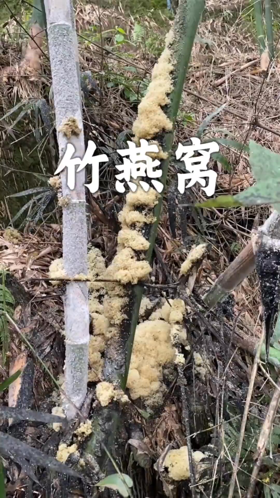 竹燕窝 晶莹剔透和燕窝很像的竹燕窝到底是什么？#科普#竹燕窝#真菌#竹花#竹菌 | 冷暖自知-家常菜 | Facebook