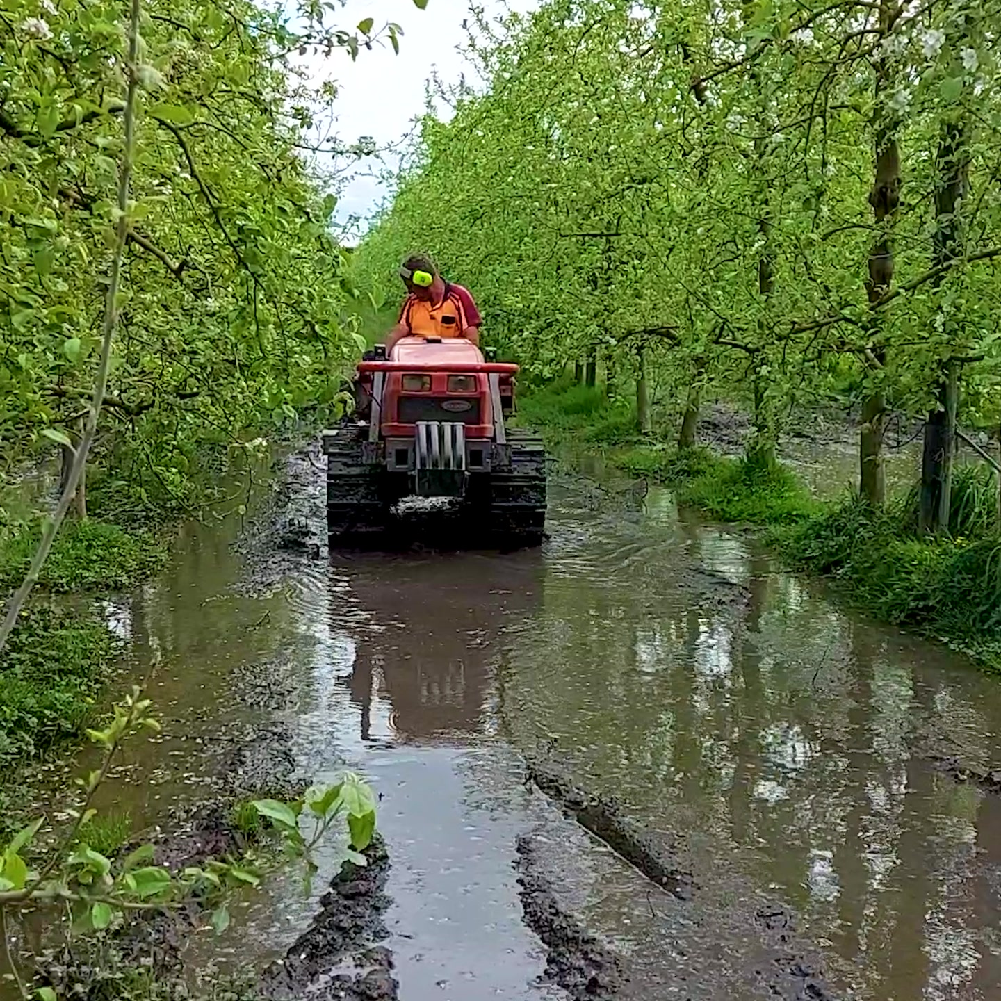 Orchard Ripping Ripping through compacted soil after rain to let the ...