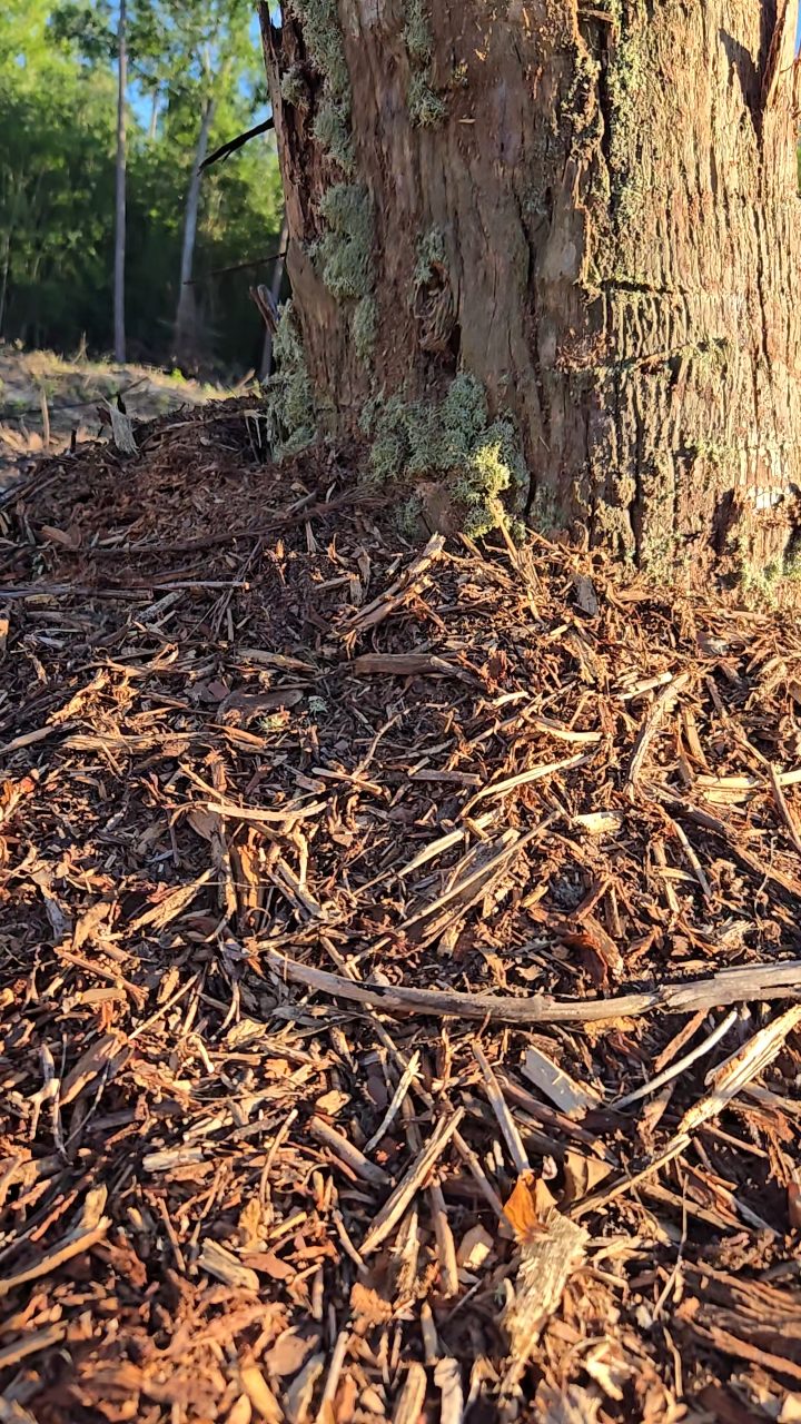 🌳 Is Your Tree Dying? Here's What to Look For… If your tree looks like ...