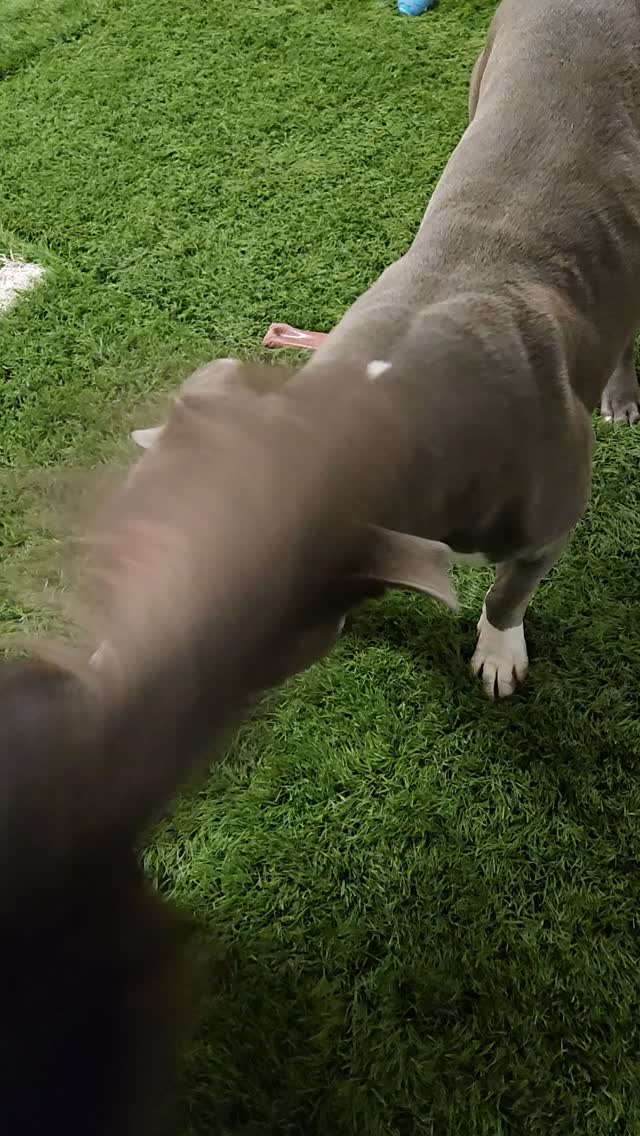 Awkward finding the moment to join in... #doggiedaycare #fun #doglife ...