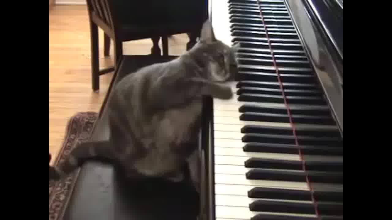 Meow-zart. 😻 (🎥 Merike Hess) | Classic FM