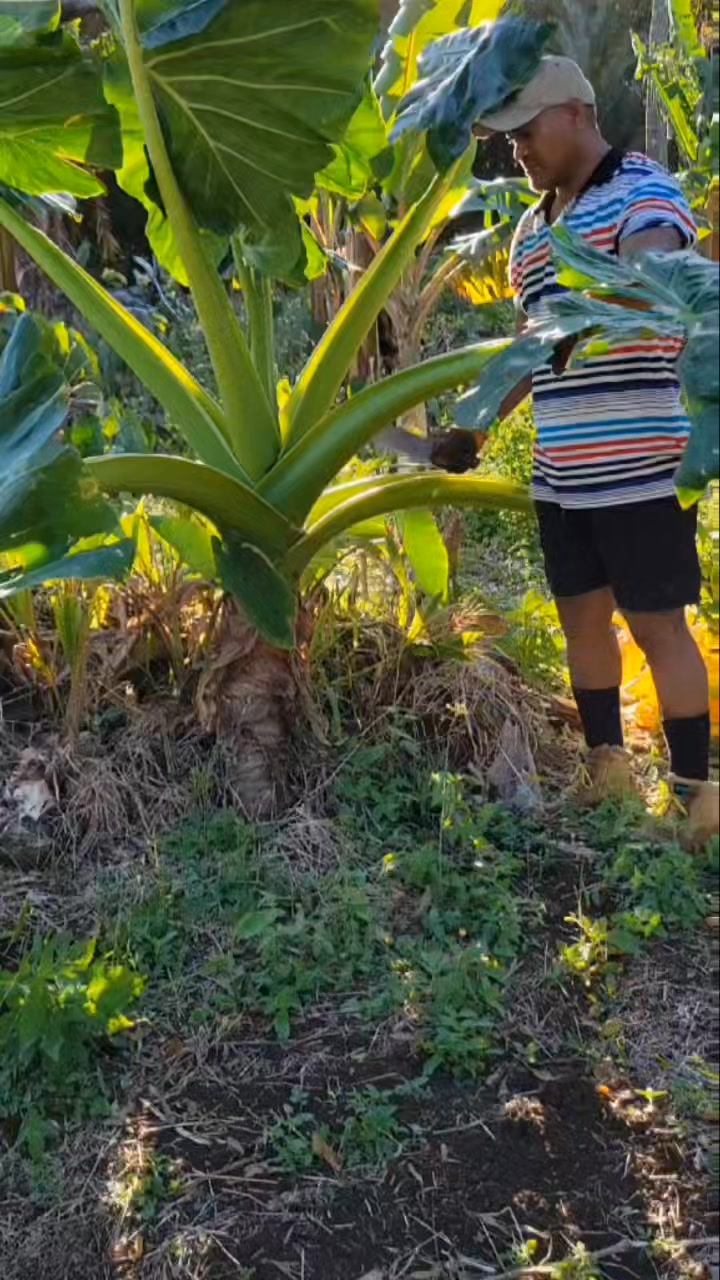 Kapau 'oku pehee pe Kape tupu eh... Taimi ke vakai'i ee 'akau ko e too ...