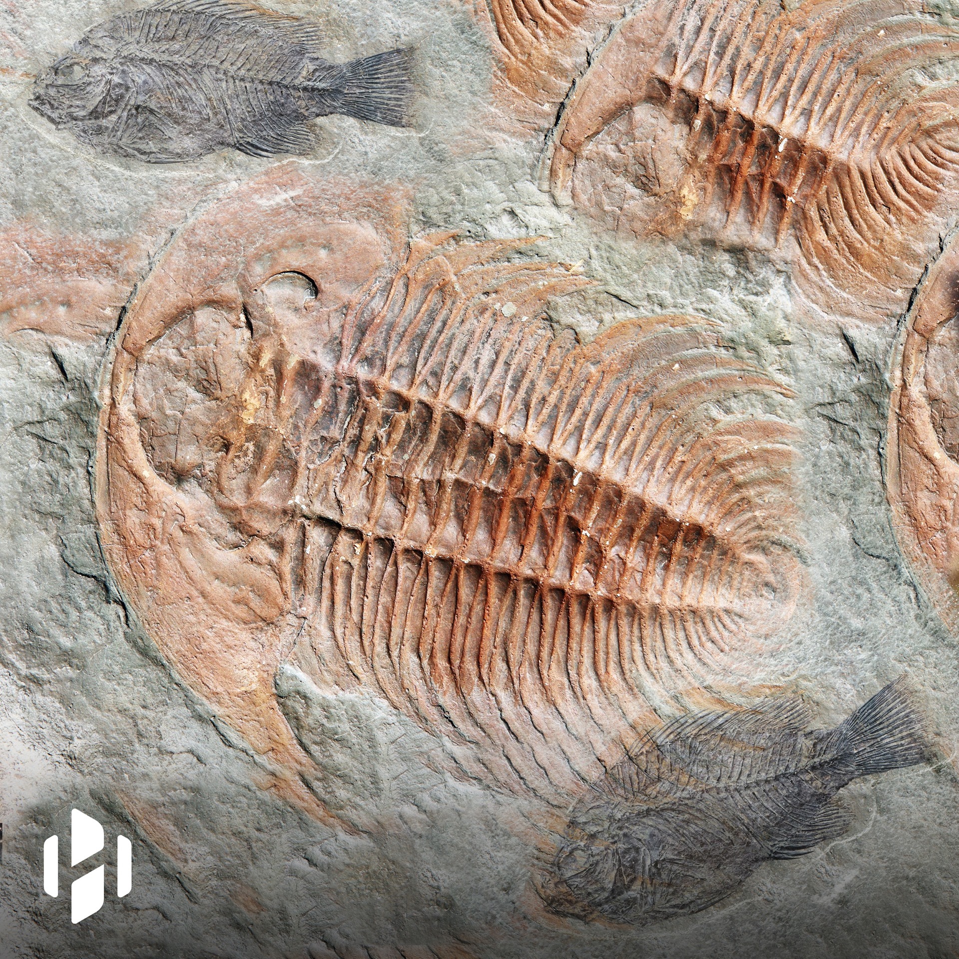 Artificial intelligence discovers patterns in Earth’s mass extinctions ...