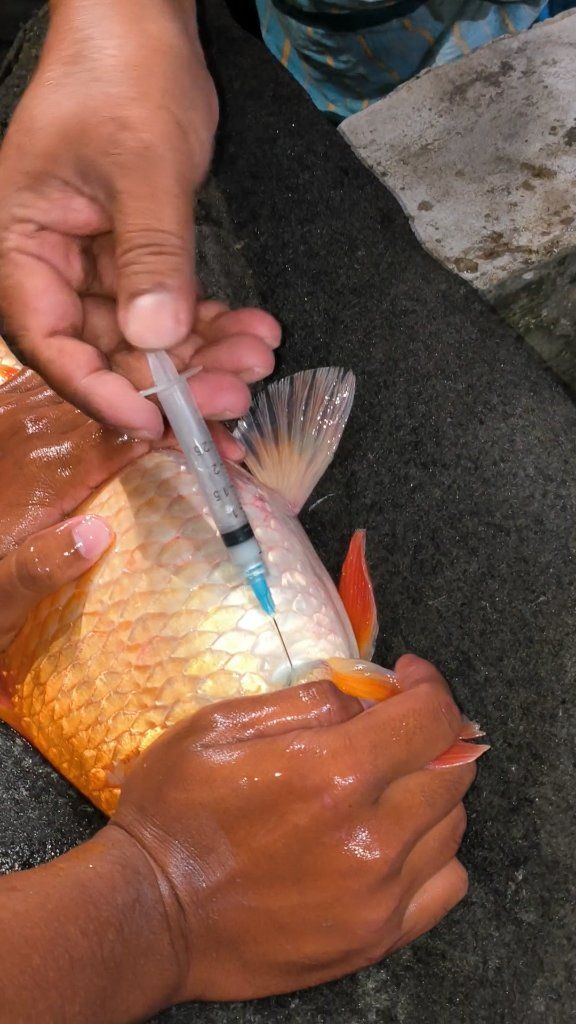 Why Fish Injection 💉🐟 #reels | The Jungle Fish | Facebook