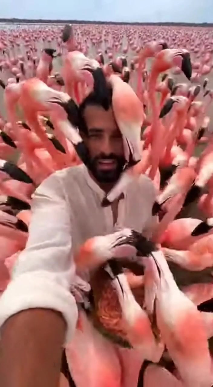Flamingos Gather for Feeding! A man feeds flamingos, creating a ...