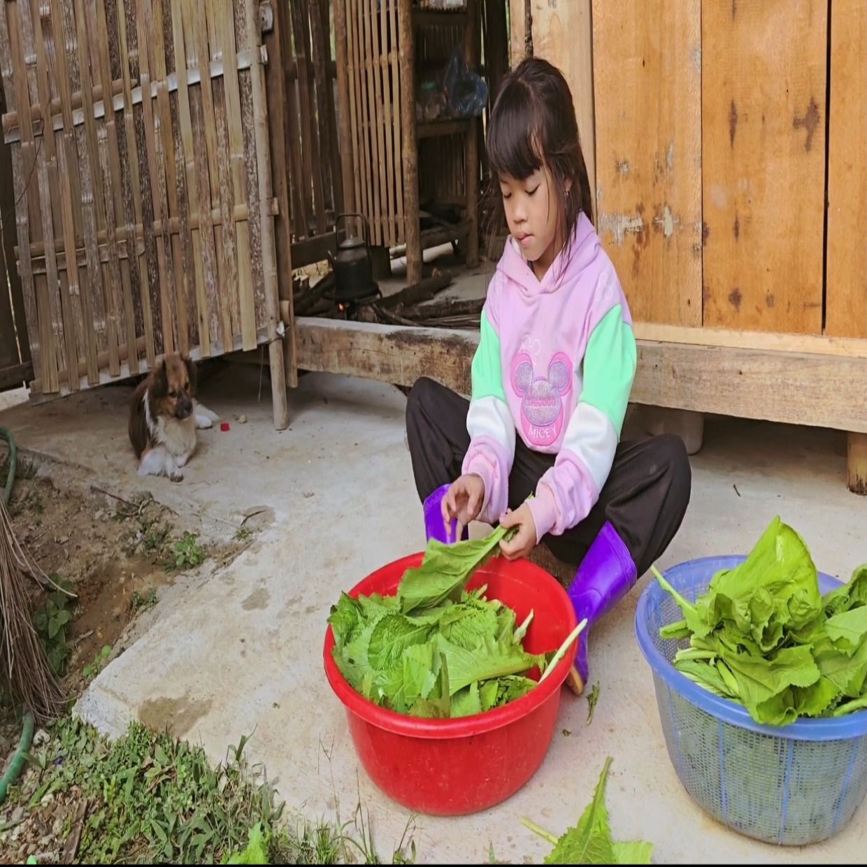 Poor Girl, Selling Vegetables, Making a Living, Pickling Vegetables to ...