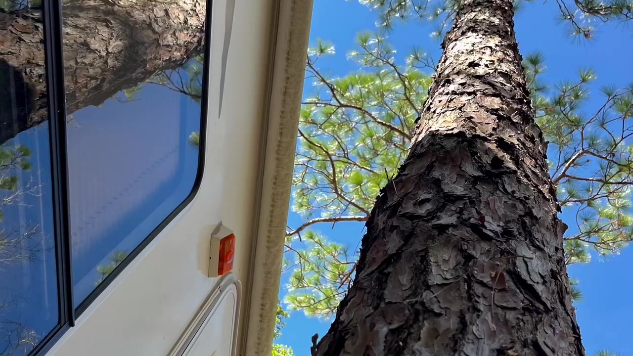 Eric's Tree Service | Milton FL