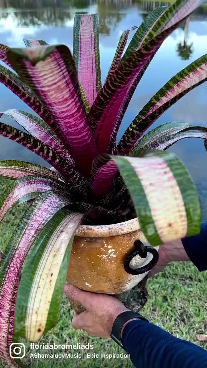 ブロメリア・エアープランツ Vriesea Dream Catcher x Hawaian Ruby Vriesea Dream catcher x Hawaiian Ruby .