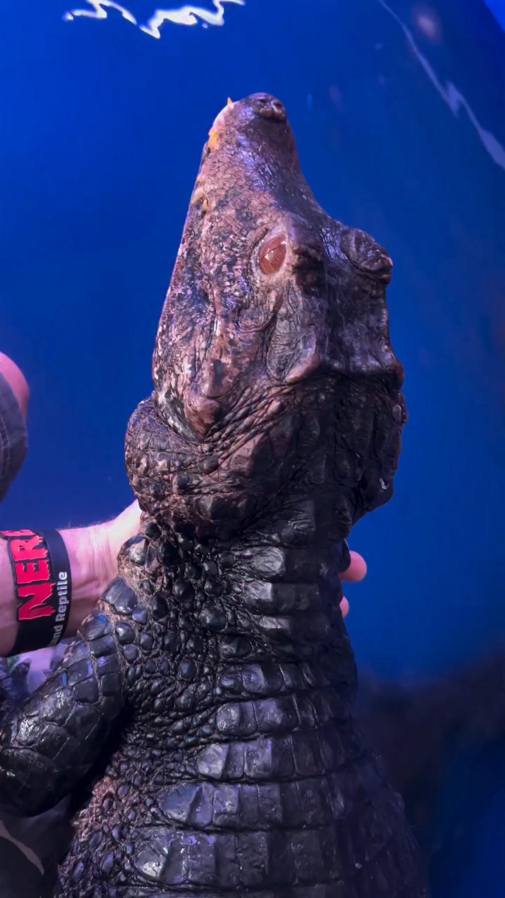 My Dwarf Caiman are now on display our first floor. Hopefully this ...