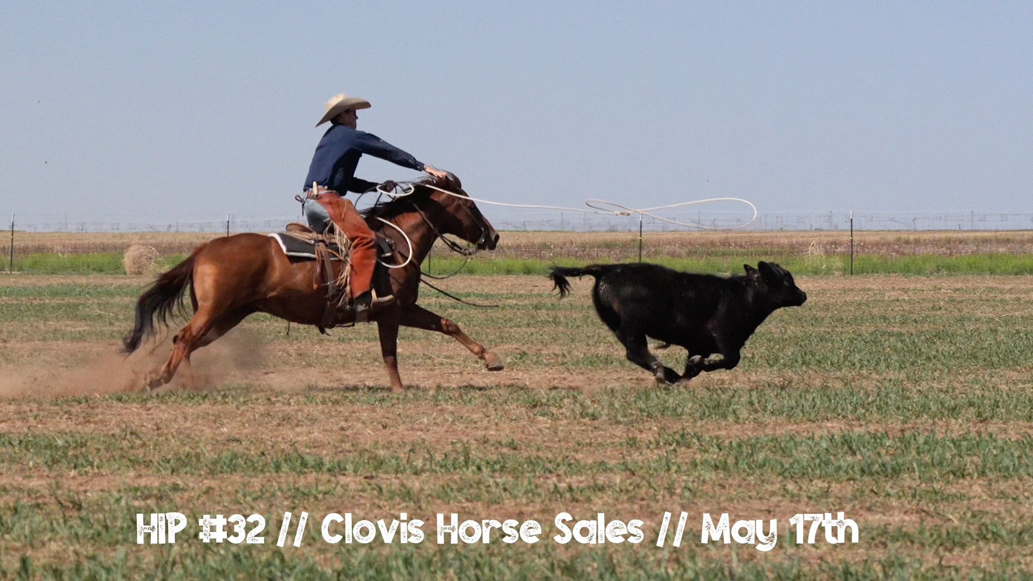 𝐂𝐨𝐮𝐧𝐭𝐝𝐨𝐰𝐧 𝐭𝐨 𝐂𝐥𝐨𝐯𝐢𝐬! 𝗛𝗶𝗽 #𝟯𝟮, 𝗕𝗔𝗗 𝗕𝗢𝗬𝗭, is ready to show in the Ranch ...