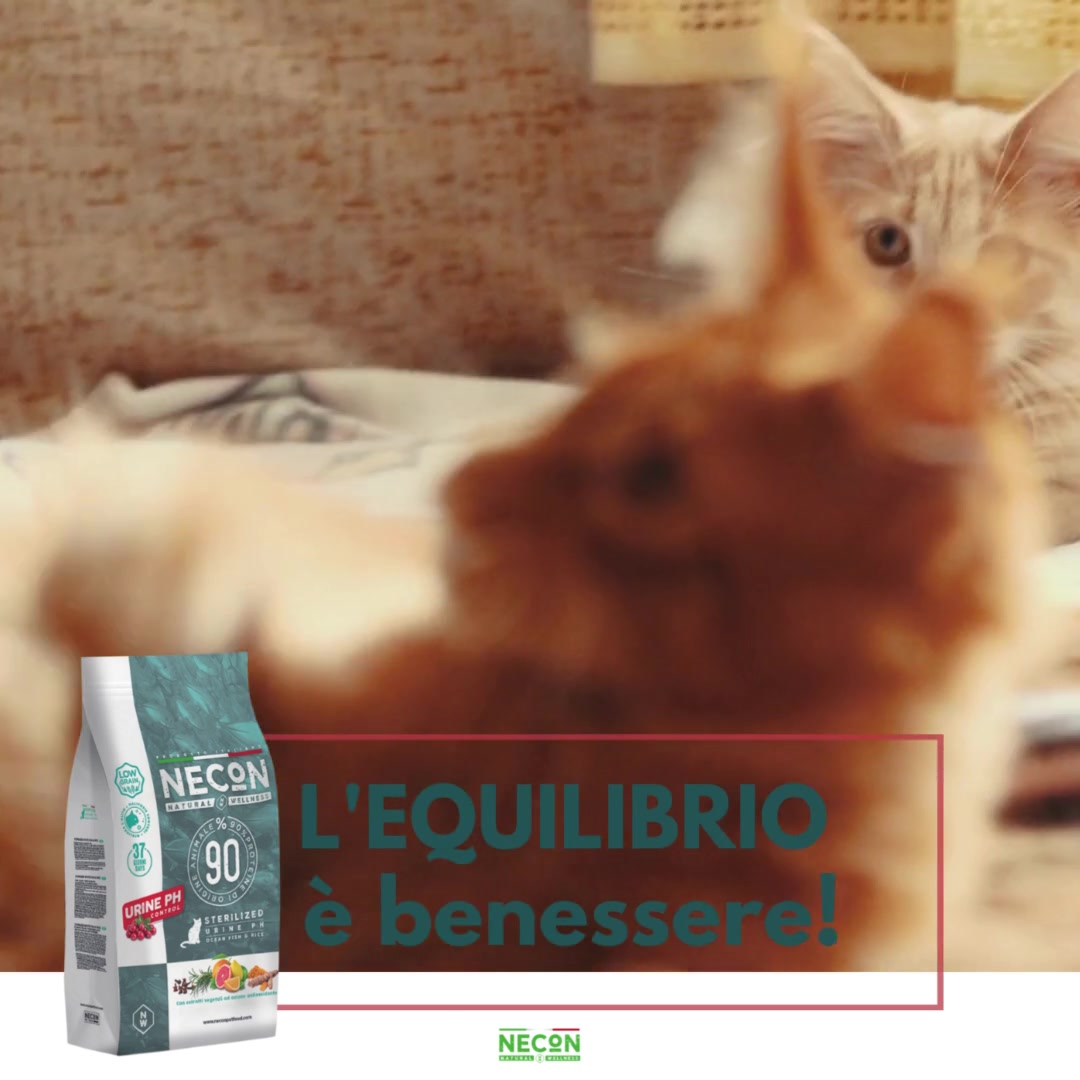 Pasta Per Vie Urinarie Gatto Zesty Paws – Con Mirtillo Rosso, D-Mannosio, Supporto Renale, Gusto Pesce