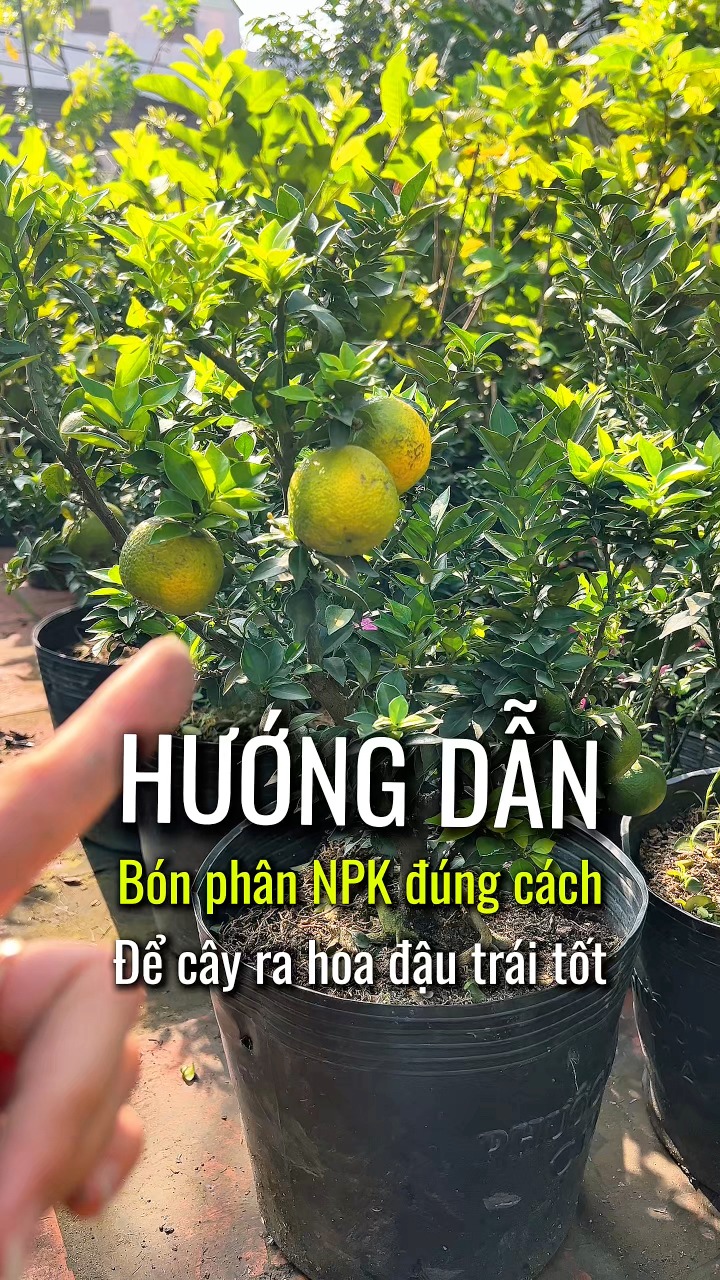 Hướng dẫn bón phân NPK đúng cách để cây ra hoa đậu trái tốt # ...