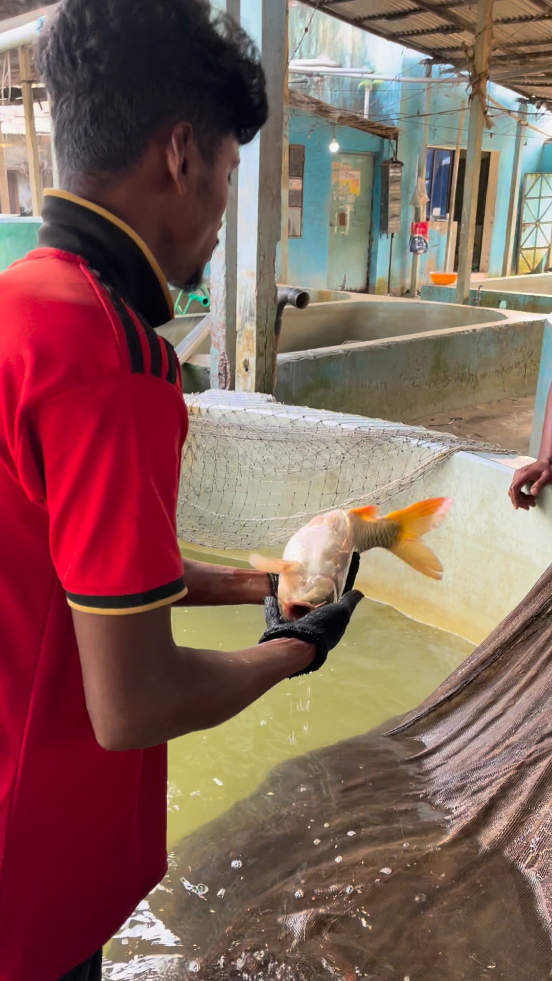 Amazing Carp Fish Farming Methods #shortsreels #fishing | Fish Farming ...