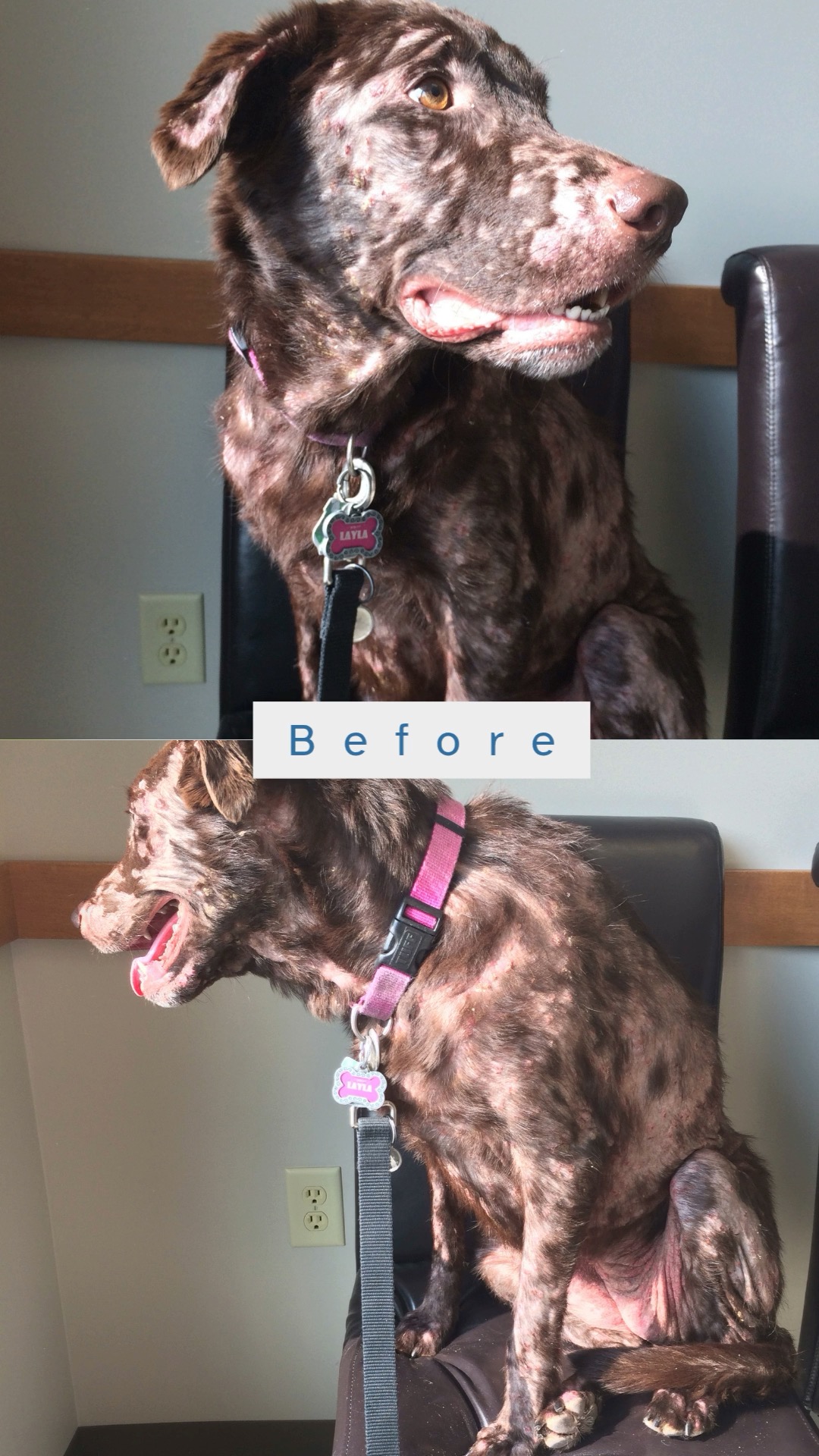 BPC-157 + TB-500 combo for Max's partial CCL tear 🐶❤️‍🩹 #peptides #dogpeptides #dogmom #ccltear #dogsurgery