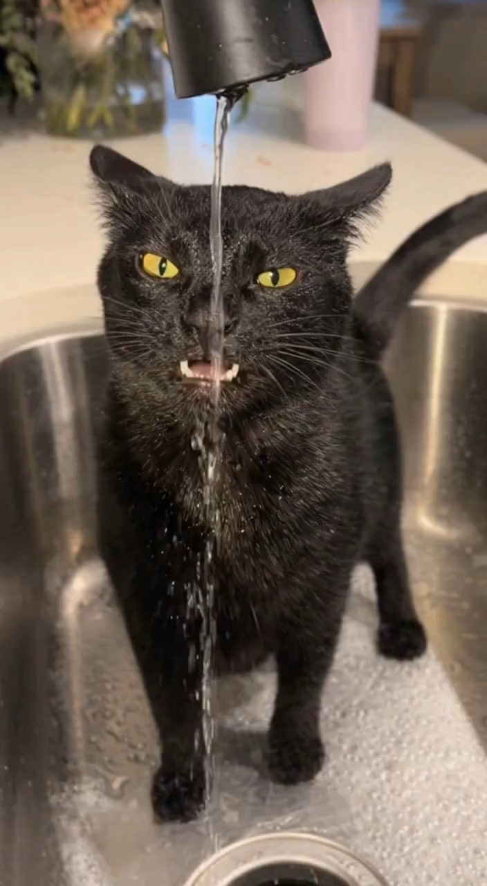 My Black Cat vs The Faucet… He’s NOT Happy 😭💦 #BlackCat #FunnyCat # ...